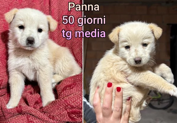 Cuccioli di 2/3 mesi! Taglie medie! | Foto 2