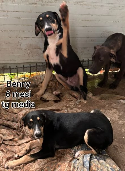 Cuccioli di 2/3 mesi! Taglie medie! | Foto 0