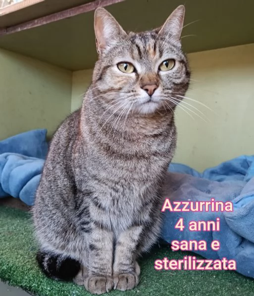 MICINI GETTATI COME SPAZZATURA | Foto 6