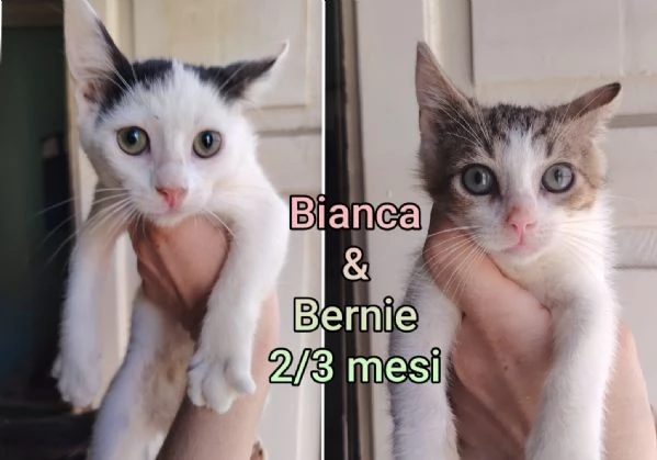 MICINI GETTATI COME SPAZZATURA | Foto 5