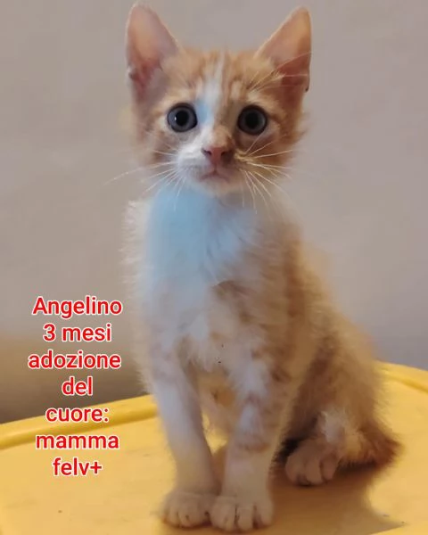 MICINI GETTATI COME SPAZZATURA | Foto 4