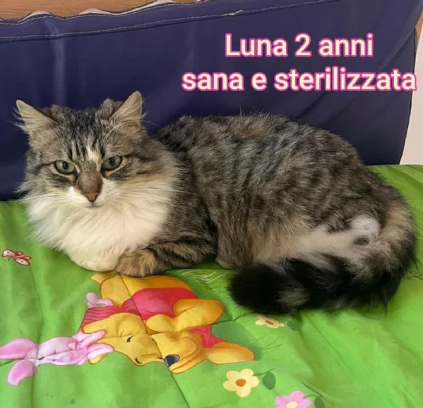 MICINI GETTATI COME SPAZZATURA | Foto 3