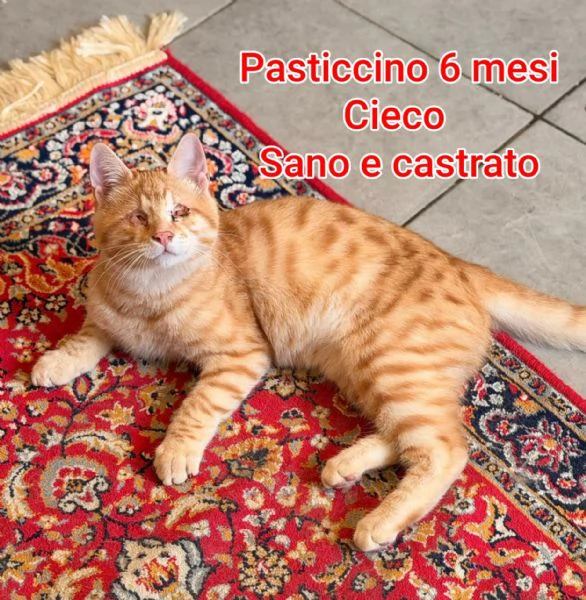 MICINI GETTATI COME SPAZZATURA | Foto 0