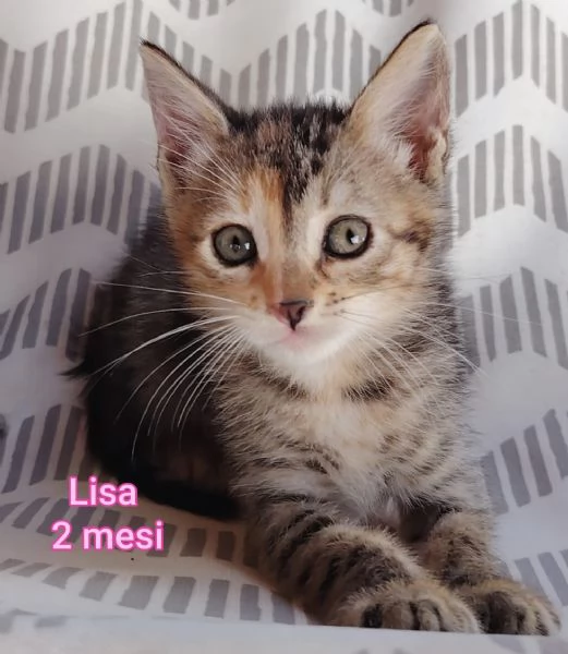 MICINI GETTATI COME SPAZZATURA | Foto 0