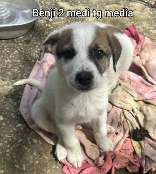 Salvate la vita di un cucciolo  | Foto 7