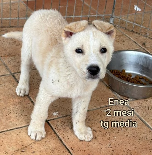 Salvate la vita di un cucciolo  | Foto 6