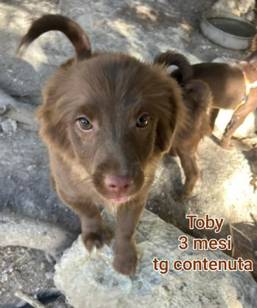 Salvate la vita di un cucciolo  | Foto 5