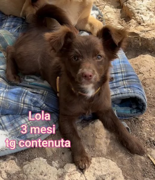 Salvate la vita di un cucciolo  | Foto 4