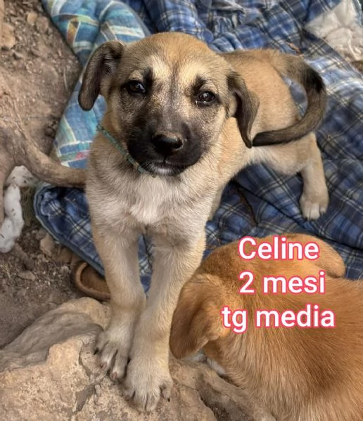 Salvate la vita di un cucciolo  | Foto 3