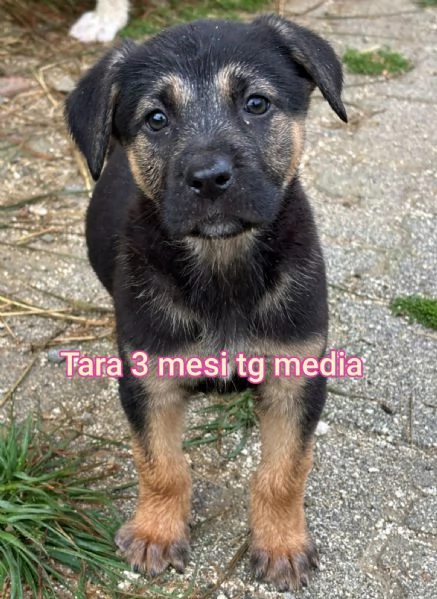 Salvate la vita di un cucciolo  | Foto 0
