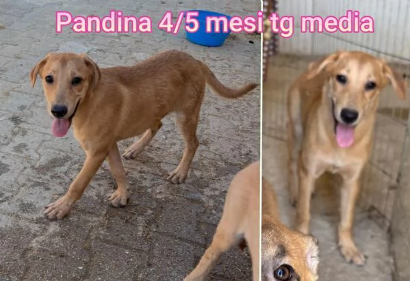 2 mesi. Aiutate questi cuccioli  | Foto 6