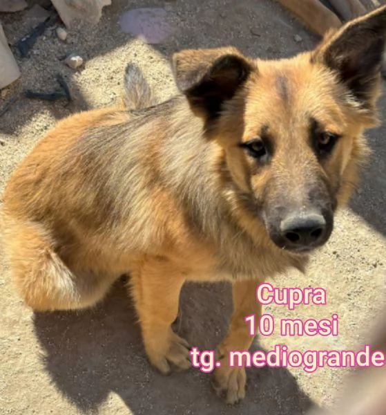 2 mesi. Aiutate questi cuccioli  | Foto 7