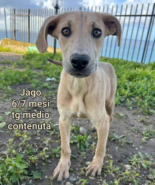 2 mesi. Aiutate questi cuccioli  | Foto 6