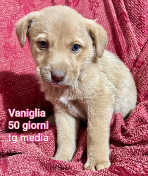 2 mesi. Aiutate questi cuccioli  | Foto 5