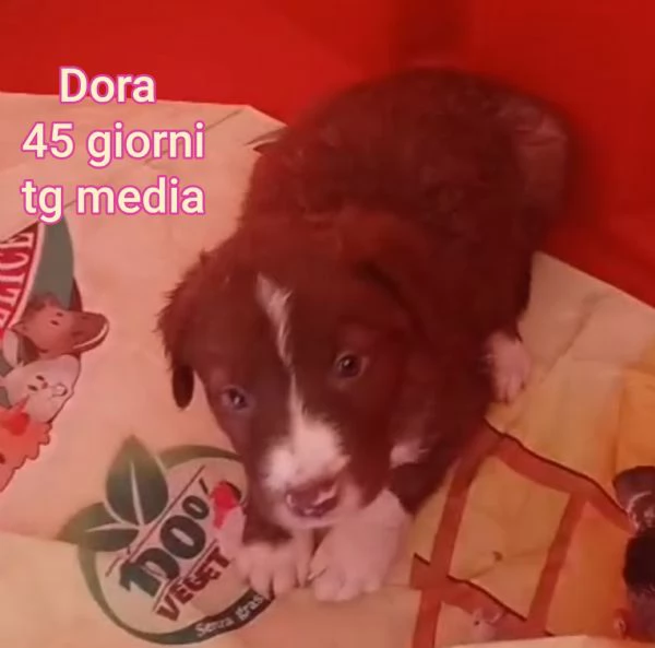 2 mesi. Aiutate questi cuccioli  | Foto 4
