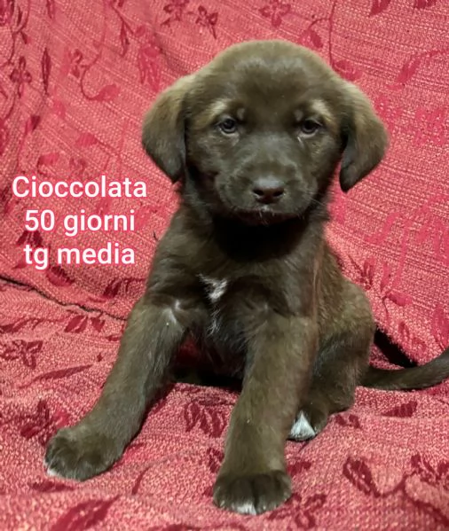 2 mesi. Aiutate questi cuccioli  | Foto 3