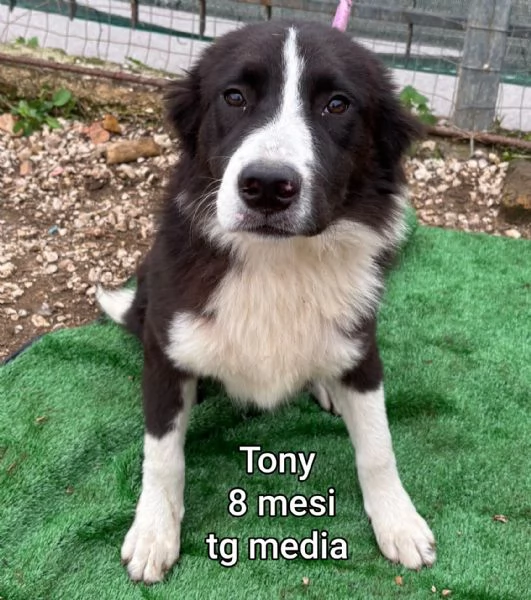 2 mesi. Aiutate questi cuccioli  | Foto 2