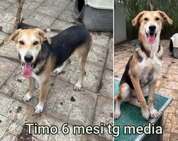 2 mesi. Aiutate questi cuccioli  | Foto 1