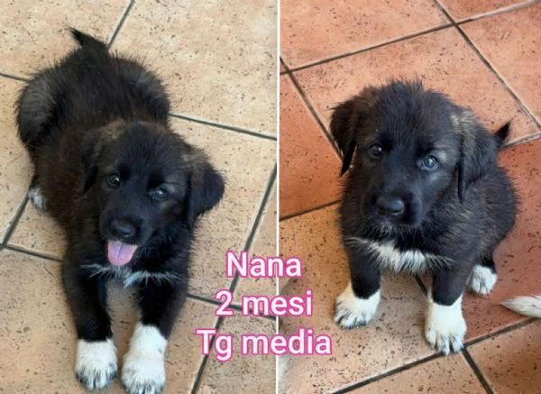 2 mesi. Aiutate questi cuccioli  | Foto 5