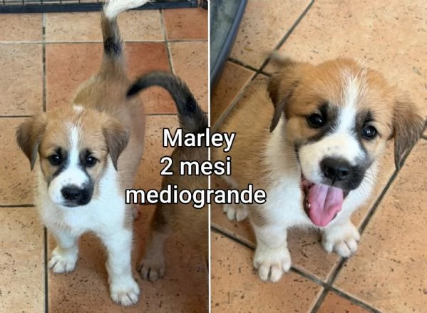 2 mesi. Aiutate questi cuccioli 