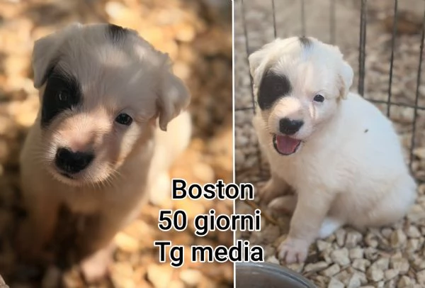 2 mesi. Aiutate questi cuccioli  | Foto 4