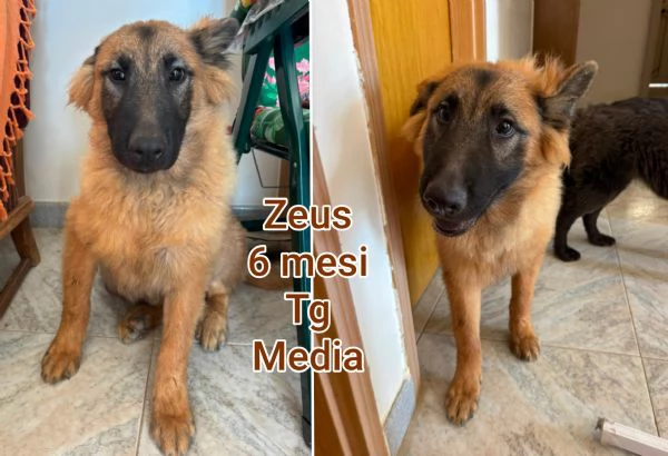 2 mesi. Aiutate questi cuccioli  | Foto 3
