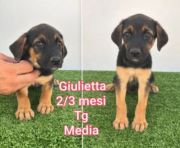 2 mesi. Aiutate questi cuccioli  | Foto 2