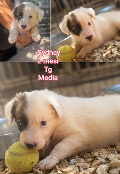 2 mesi. Aiutate questi cuccioli  | Foto 1