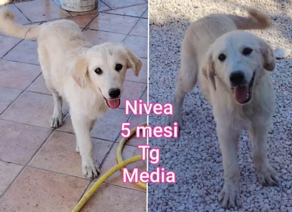 2 mesi. Aiutate questi cuccioli  | Foto 0