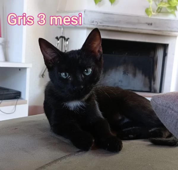 MIAO. MICINI DAGLI 8 MESI | Foto 6