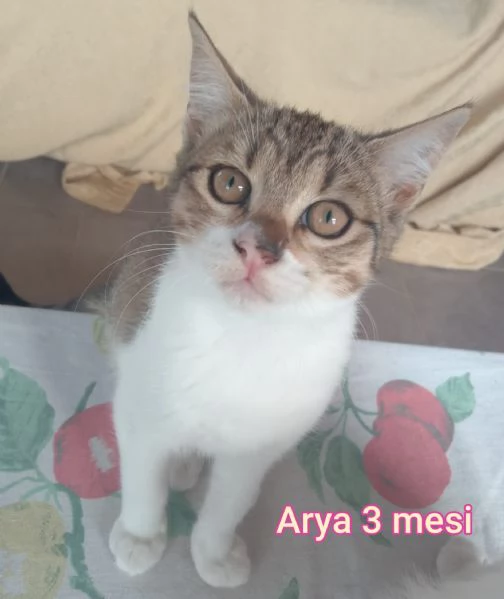 MIAO. MICINI DAGLI 8 MESI | Foto 5