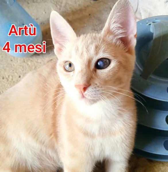 MIAO. MICINI DAGLI 8 MESI | Foto 4