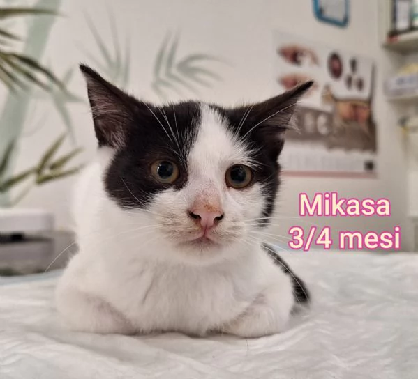 MIAO. MICINI DAGLI 8 MESI | Foto 3