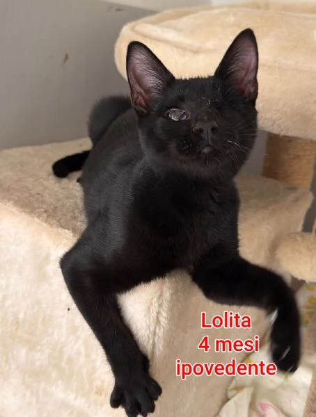 MIAO. MICINI DAGLI 8 MESI | Foto 2