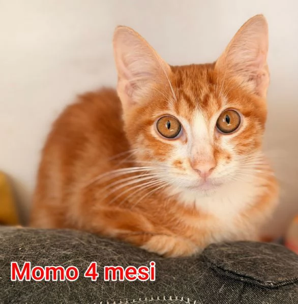 MIAO. MICINI DAGLI 8 MESI | Foto 1