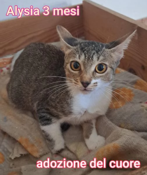 MIAO. MICINI DAGLI 8 MESI | Foto 0