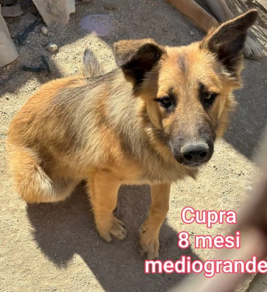 cuccioli abbandonati in cerca di casa | Foto 3