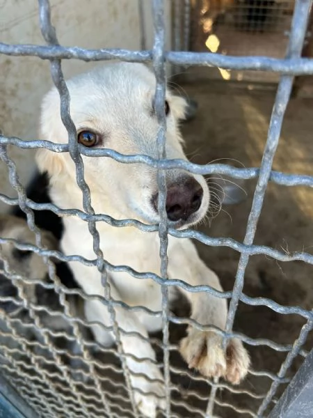 Rey! Cucciolo invisibile!