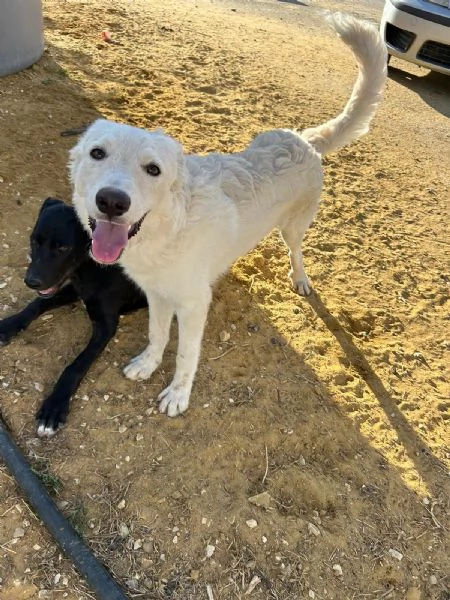 Rey! Cucciolo invisibile! | Foto 3