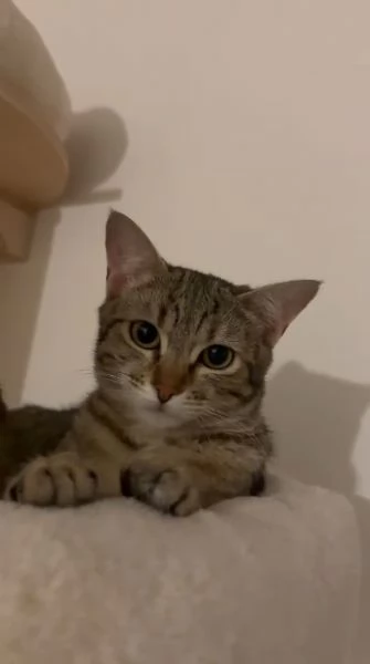 URGENTE: NON LE VOGLIONO PI&ugrave;  | Foto 4