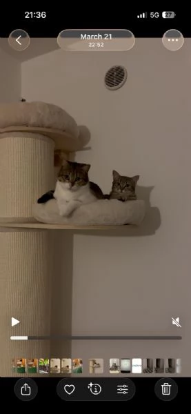 URGENTE: NON LE VOGLIONO PI&ugrave;  | Foto 3