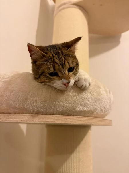 URGENTE: NON LE VOGLIONO PI&ugrave;  | Foto 2