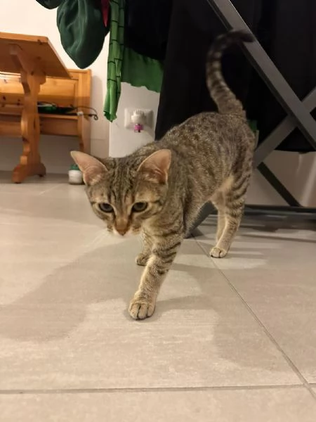 URGENTE: NON LE VOGLIONO PI&ugrave;  | Foto 0