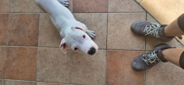 Cucciolo simil dogo. 2 mesi | Foto 6
