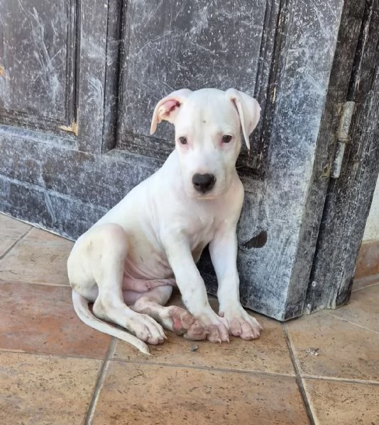 Cucciolo simil dogo. 2 mesi | Foto 5