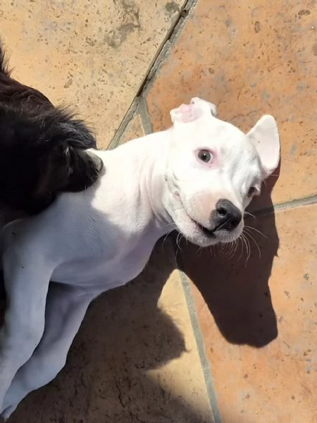 Cucciolo simil dogo. 2 mesi | Foto 4