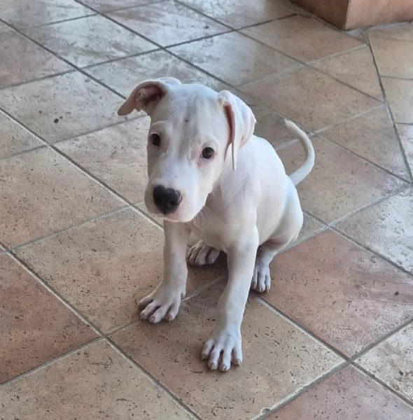 Cucciolo simil dogo. 2 mesi | Foto 3