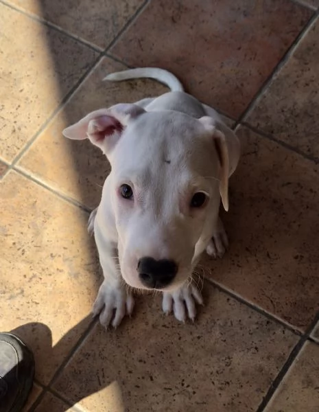 Cucciolo simil dogo. 2 mesi | Foto 2