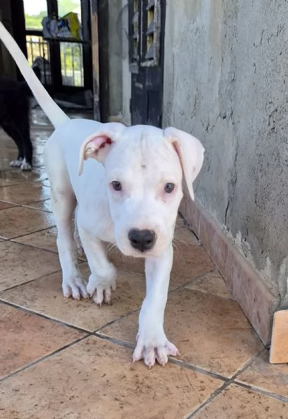 Cucciolo simil dogo. 2 mesi