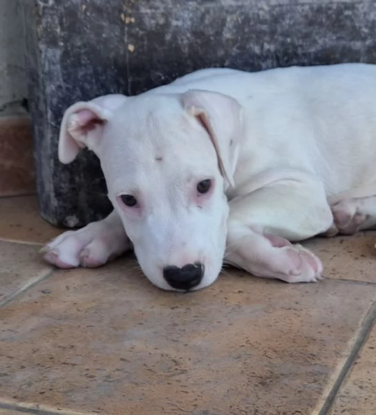 Cucciolo simil dogo. 2 mesi | Foto 1